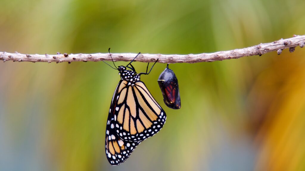 Butterfly emerging, cocoon, caterpillar